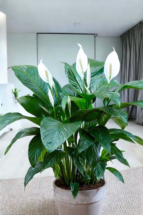 Taş Saksıda Büyük Barış Çiçeği Spathiphyllum