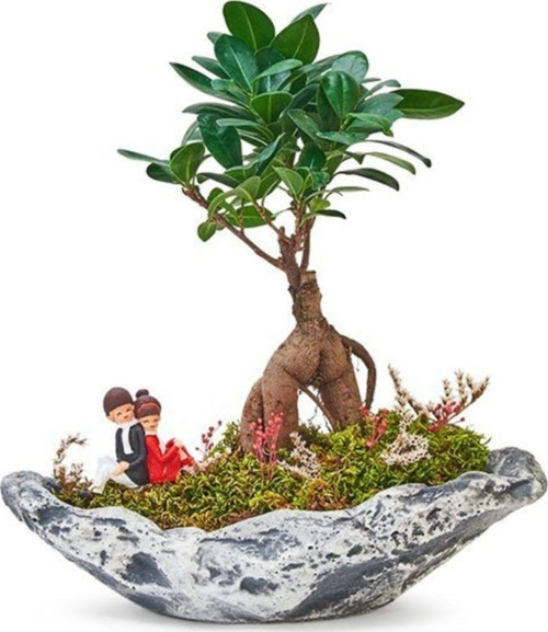 Taş Saksıda Ficus Bonsai