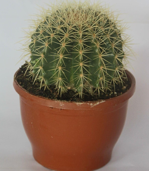Kaktüs & Sukulent Echinocactusgrusonii Altın Varil Kaktüsü