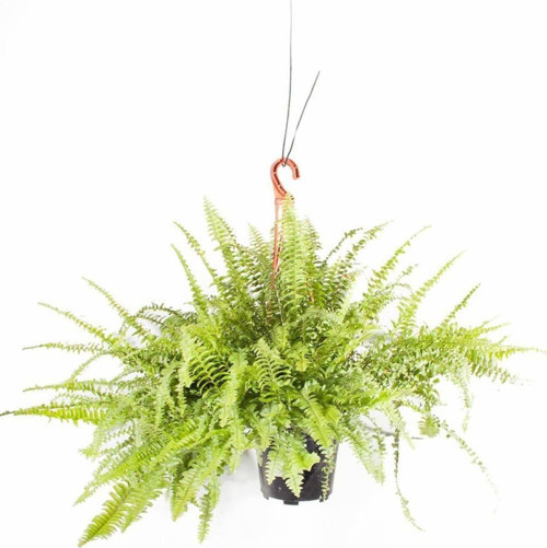 Nephrolepis Fujer Aşk Merdiveni Askılı 14 Cm Ø