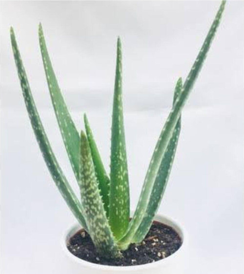 2 Adet Aloe Vera Plastik Saksıda