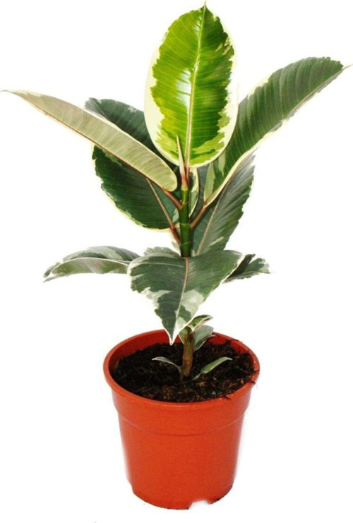Ficus Elastica Tineke Kauçuk Kauçuk Variegata 30 Cm Saksı Bitkisi - Ev Bitkisi