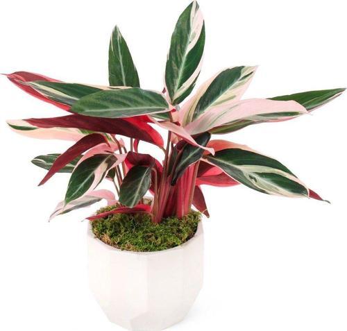 Kalatya-Triostar-Dua-Cicegi-Calathea-Triostar-728 Kalatya Triostar - Dua Çiçeği - Calathea Triostar