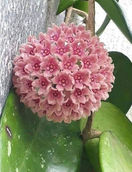 Toz Pembe Renkli Mum Çiçeği Fidanı
