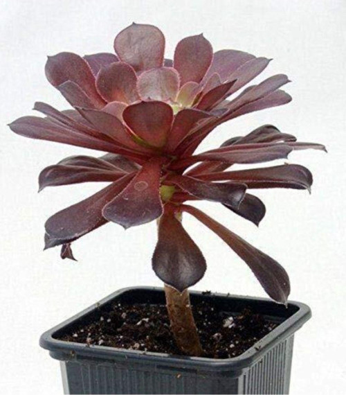 Tree Aeonium Radyasyon Emici Irlanda Gülü