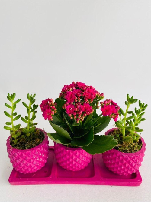 Trio Model Beton Saksıda Kalanchoe Ile Sukulent