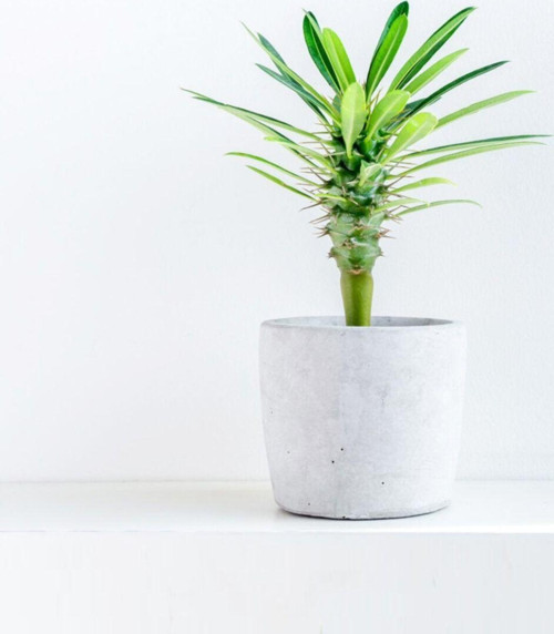 Pachypodium Lamerei - Madagaskar Palmiyesi Mini - Ev Ofis Salon Iç Mekan Bitkisi