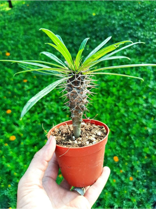 Pachypodium Lamerei - Madagaskar Palmiyesi, 8.5 Cm Saksıda