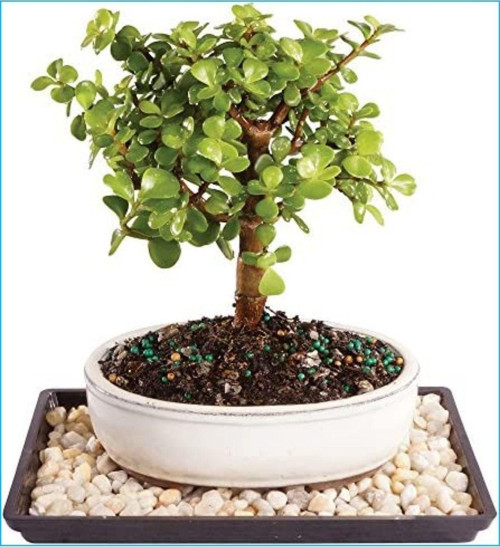 Para Ağacı Crassula Ovata