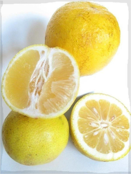 Tüplü Tatlı Limon Şeker Limon Fidanı