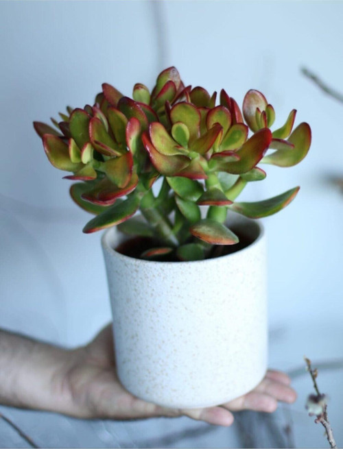 Crassula Ovata Bereket Çiçeği, Beyaz Seramik Saksıda
