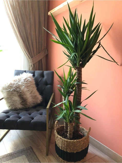 Ucca Bitkisi Avize Çiçeği (Yucca Massengena) 120-140 Cm - 3 Gövdeli