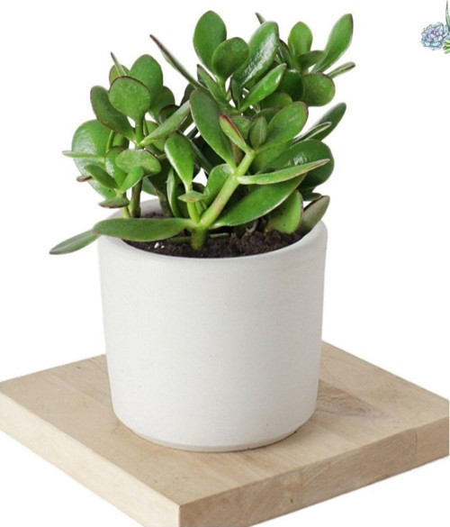 Crassula Ovata Şans Para Çiçeği Şık Dekoratif Saksıda