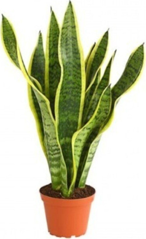 Paşa Kılıcı- Sansevieria- Peygamber Kılıcı