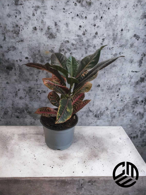 Croton Petra Kroton İthal 30-40 Cm Saksıda Canlı Ev Ofis Salon Bitkisi