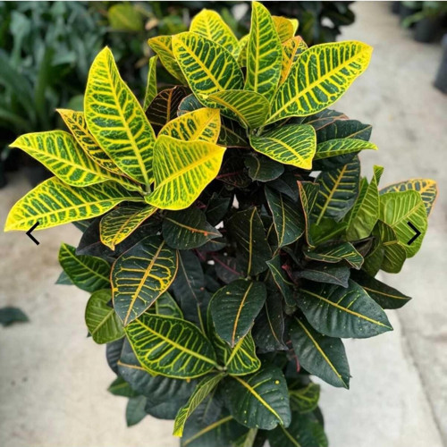 Croton Petra, Kroton (Kraton) Anaç