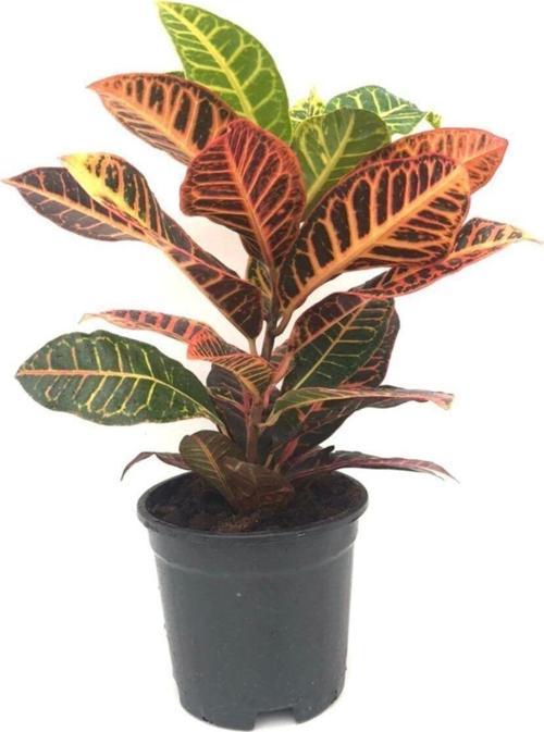 Croton, Kroton, Iç Mekan Bitkisi