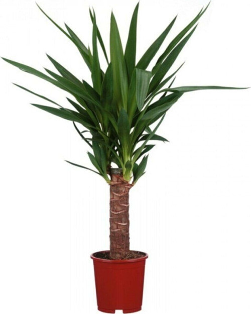 Avize Çiçeği Yuka Bitkisi Yucca Massengena Tek Gövdeli 40-50 Cm