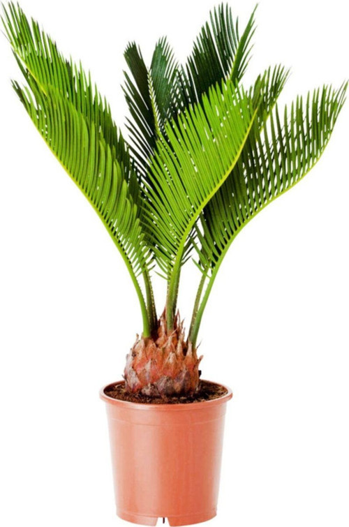 Cycas Revoluta - Japon Sago Palmiyesi 'Sikas' Mini - Ev Ofis Salon Iç Mekan Bitkisi - 30 Cm