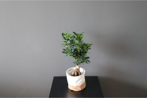 Ficus Ginseng Bonsai Ev Ofis Bitkisi