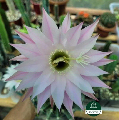 Kaynana Topuzu -Echinopsis- Çiçek Açar