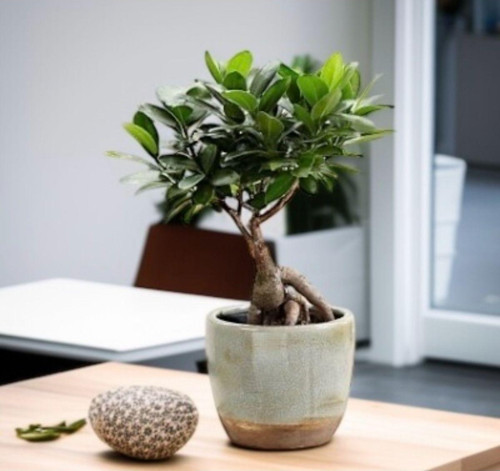 Ficus Ginseng El Yapımı Taş Saksıda 10.5 Çap 25 Yükseklik