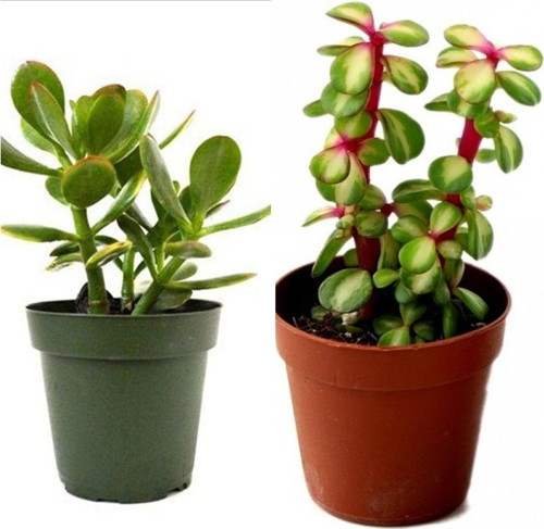 2 Tür Para Ağacı Crassula Ovata+Yeşim Ağacı 92982