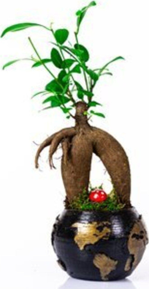 World Serisi Canlı Ficus Bonsai Bitkisi