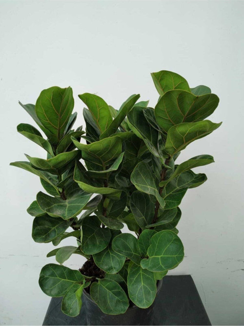 Ficus Lyrata (Bambino Anaç)