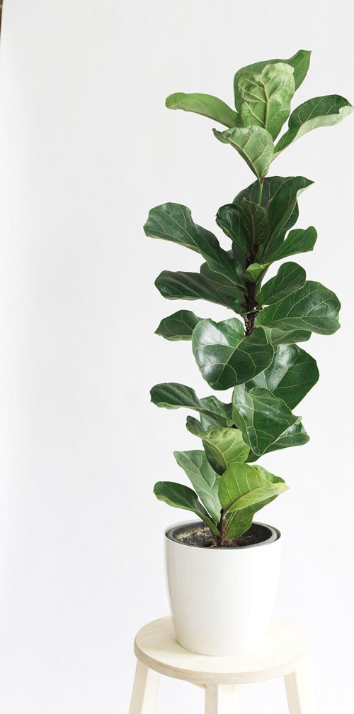 Keman Yapraklı Kauçuk - Ficus Lyrata