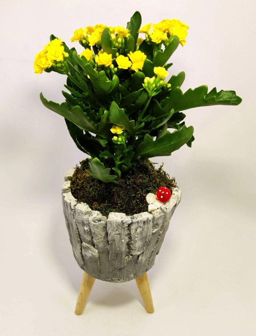 Dekoratif Ağaç Kabuğu Desenli Saksıda Kalanchoe