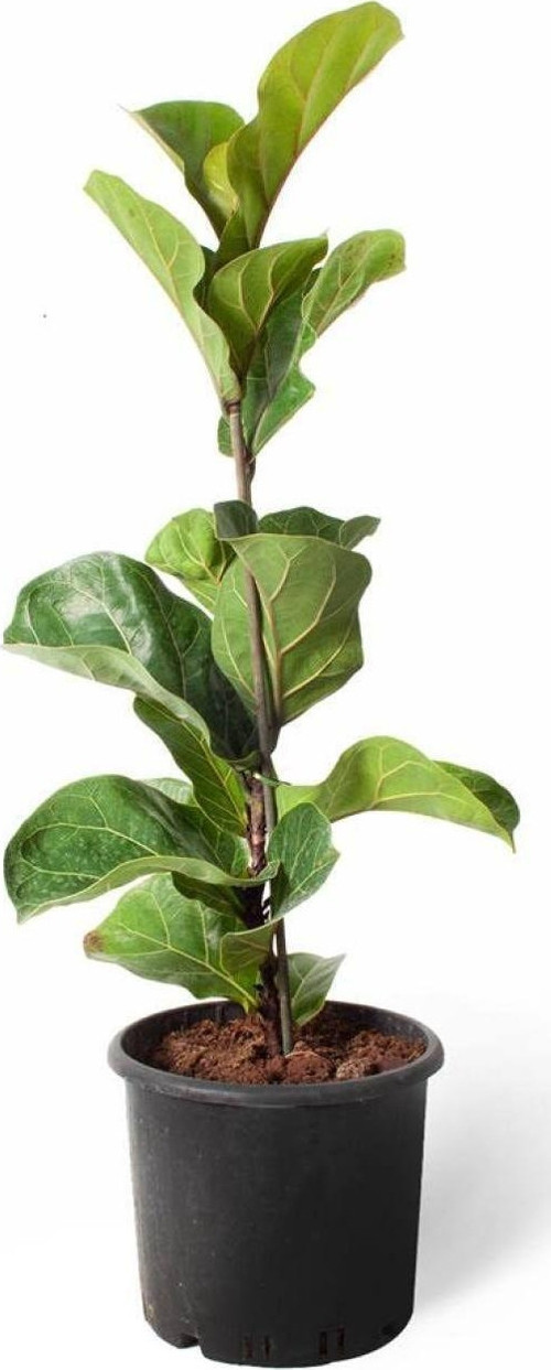 Ficus Lyrata Bambino | Keman Yapraklı Kauçuk (İthal) 21Cm Ø H:60