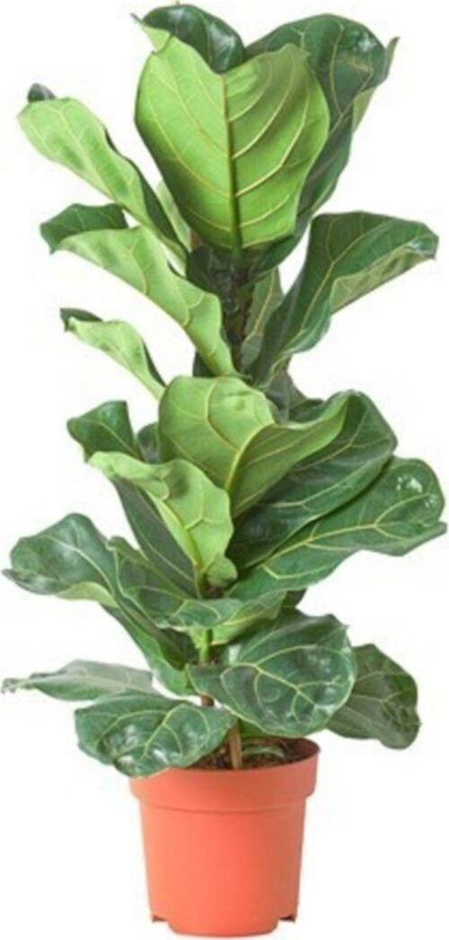 Ficus Lyrata Bambino 60Cm