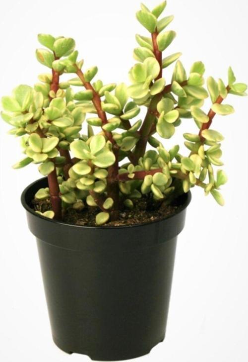 Portulacaria Afra Variegata,Fil Azığı,Yeşim 5,5 Sukulent Saksısında