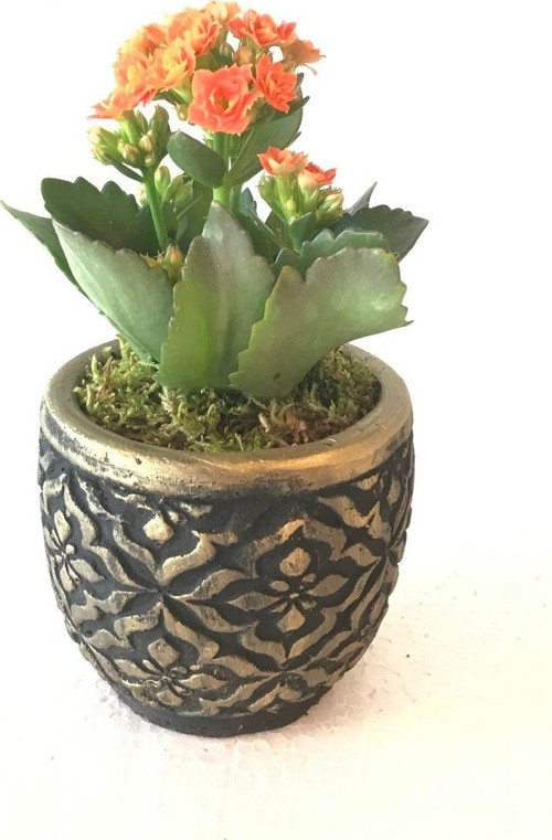 Dekoratif Beton Saksıda Kalanchoe
