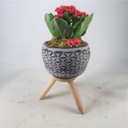 Kırmızı Kalanşo Kalanchoe & Siyah Bers Ayaklı Beton Saksıda Hediyelik Canlı Çiçek
