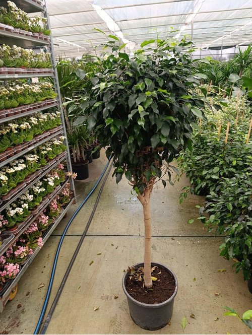 Ficus Tijli Bitkisi - Salon Bitkisi