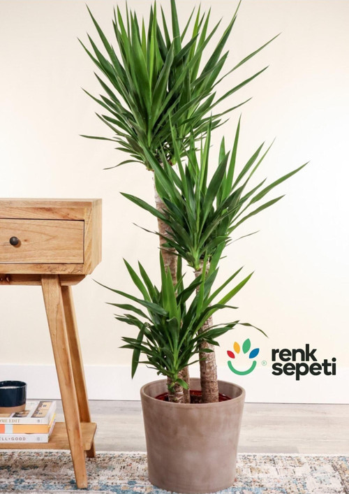 Yucca - Yuka Bitkisi Üçlü Köklü 120-140 Cm