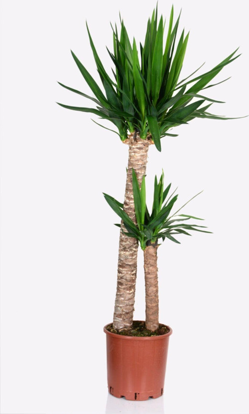 Yucca - Yuka Çiçeği 2 Gövdeli 125-150 Cm