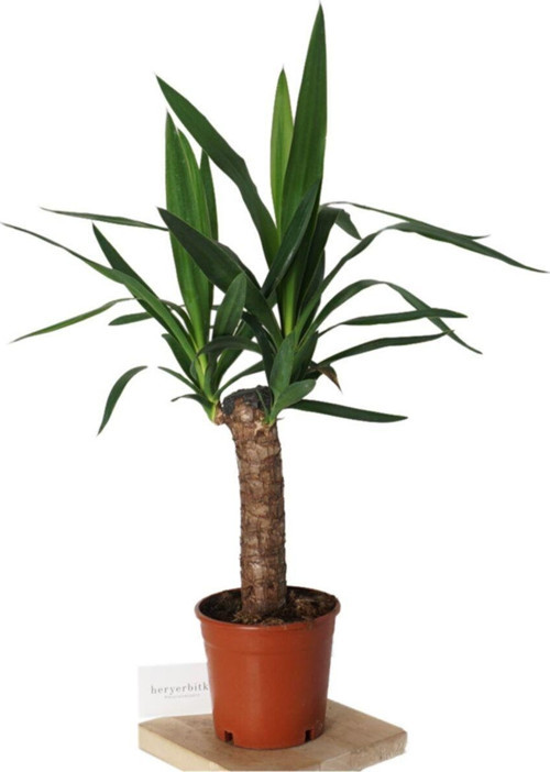 Yucca (Yuka Bitkisi) Plastik Saksılı