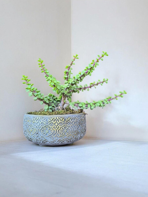 Dekoratif Saksıda Afra Bonsai Yeşim Ağacı