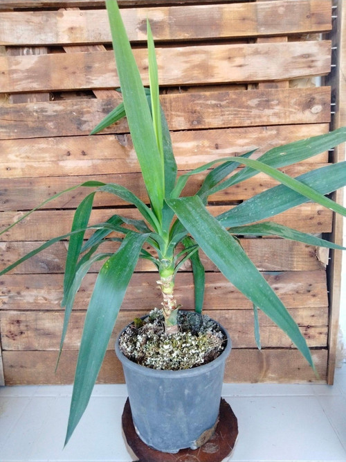 Yucca Avize Bitkisi Iç Mekan Dış Mekan Bitkileri