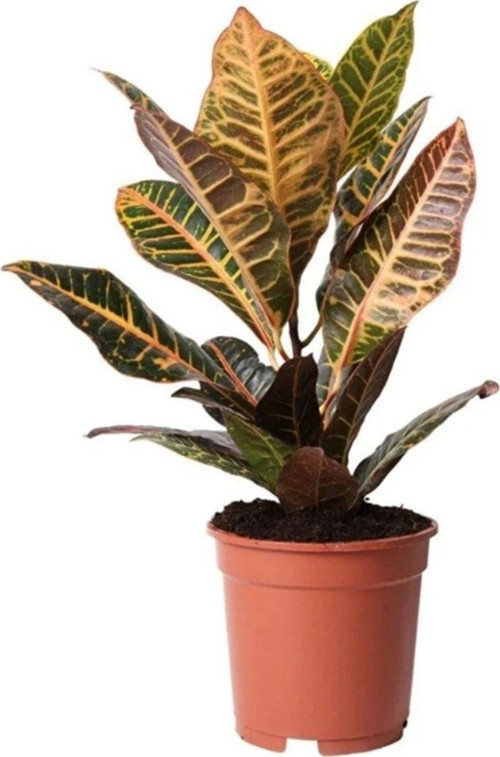 Kroton Petra Bitkisi Harika Canlılık