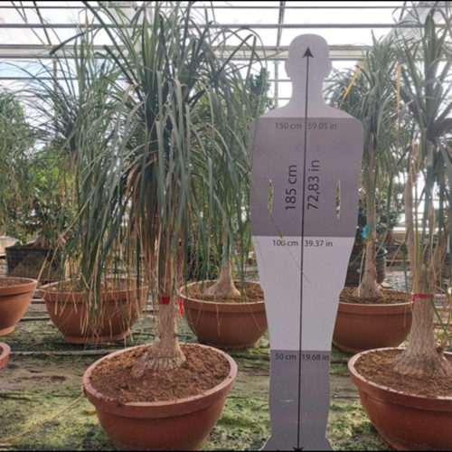 Beaucernea Recurvata 180-200 Cm (Nolına) - Fil Ayağı
