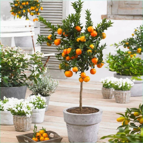 Dekoratif Saksıda Bodur Mandalina Ağacı