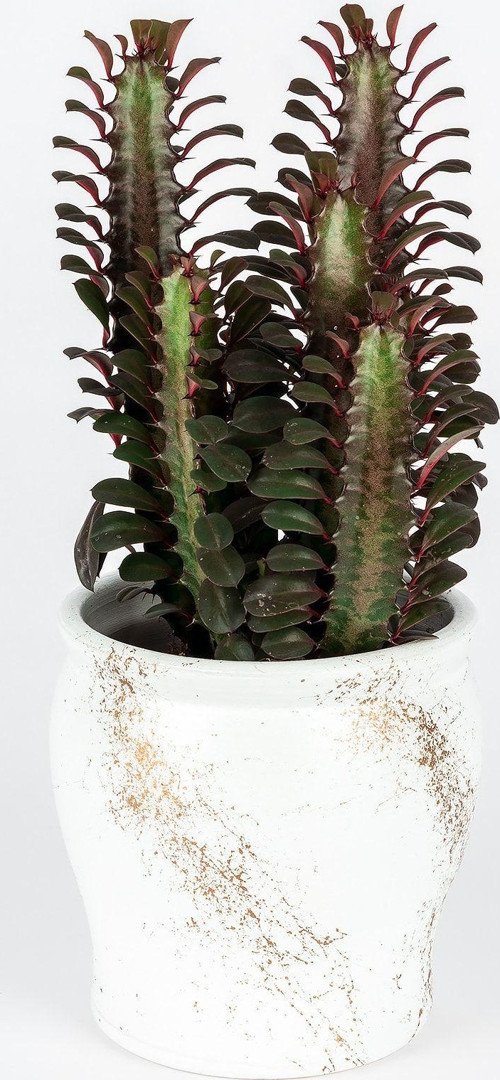 Dekoratif Saksıda Euphorbia Trigona Kaktüs