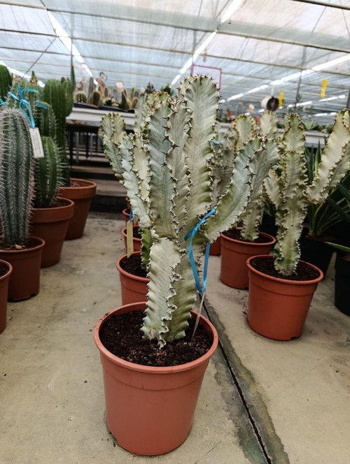 Saksıda Euphorbia Marmorata Bitkisi