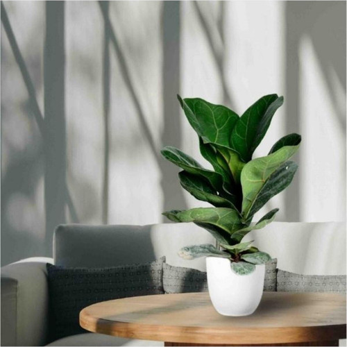 Dekoratif Saksıda Ficus Lyrata Pandora Kauçuğu Keman Yapraklı Kauçuk
