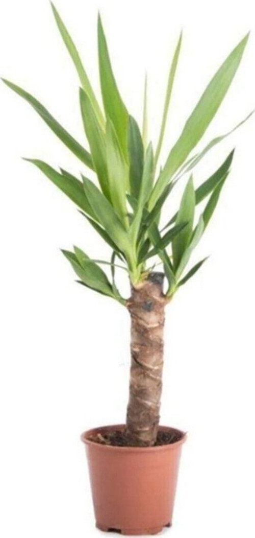 Yucca Çiçeği Canlı Yeni Yaprak Açmış