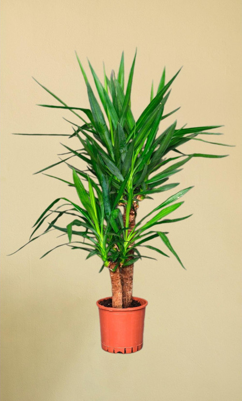 Yucca Elephantipes - Yuka 2 Gövdeli